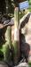 Echinopsis volliana (syn. Trichocereus vollianus) - Orto botanico di Napoli.jpg